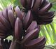 Musa acuminata 'Zebrina' - Банан заостренный 