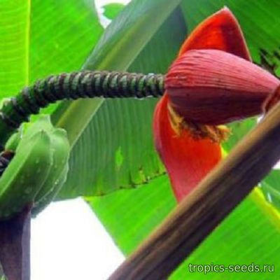 Musa arunachalensis - Банан