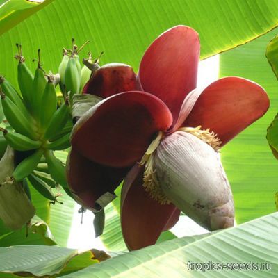 Musa balbisiana - Банан фруктовый