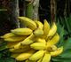 Musa paradisiaca - Банан Райский
