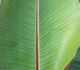 Musa sikkimensis - Банан Дарджилингский