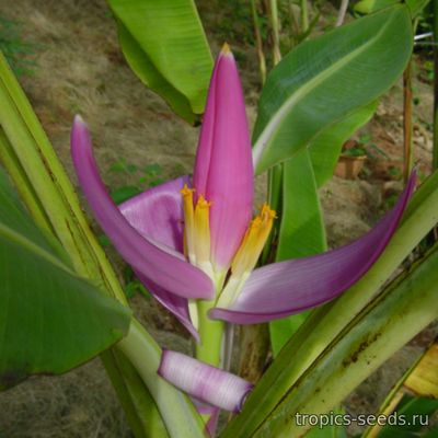 Musa violacea - Банан Фиолетовый
