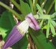 Musa violacea - Банан Фиолетовый