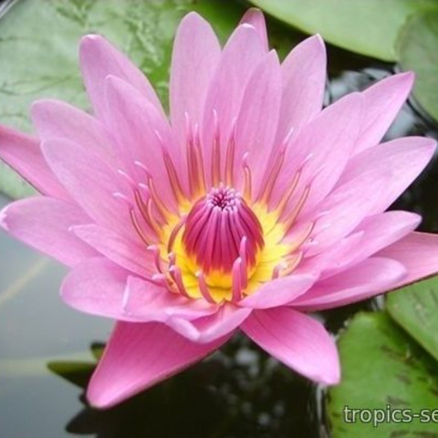 Nymphaea pink capensis, nénuphar tropical diurne
