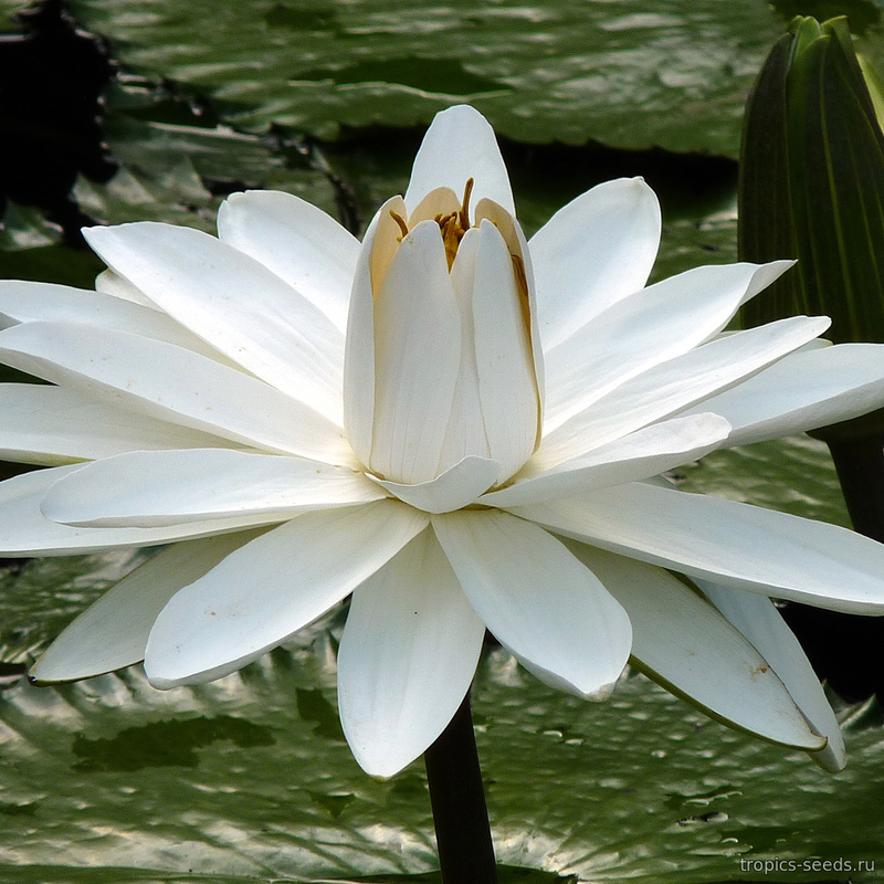 Нимфея WHITE (Nymphaea pubescens)