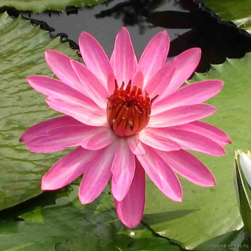 Нимфея PINK (Nymphaea pubescens)