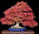 Acer palmatum - Клен японский