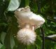 Adansonia digitata - Баобаб африканский