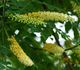 Adenanthera pavonina - Аденантера павлинья