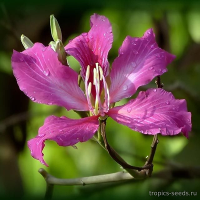 Баухиния Пурпурная (Bauhinia purpurea)