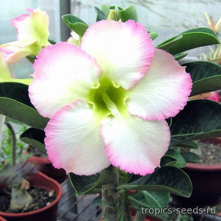 Adenium Obesum Desert Rose Cynthia