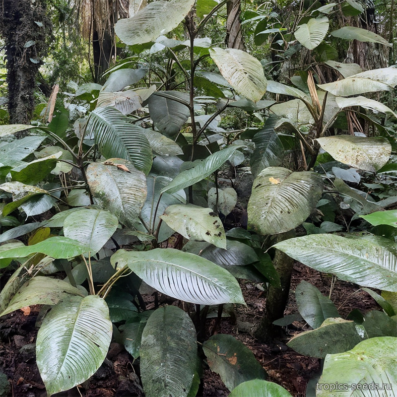 Филодендрон (Philodendron ichthyoderma)
