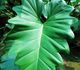 Philodendron lacerum - Филодендрон