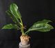 Philodendron pseudauriculatum - Филодендрон