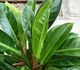 Philodendron wendlandii - Филодендрон