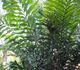 Wallichia oblongifolia - Валлихия продолговатолистая