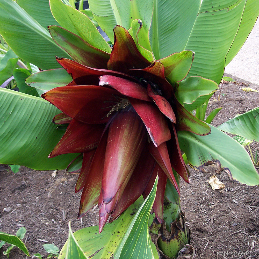 Жетілген әйелдер порно видеоларды жалайды Тайландтағы порно фильм