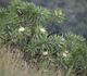 Protea gaguedi - Протея