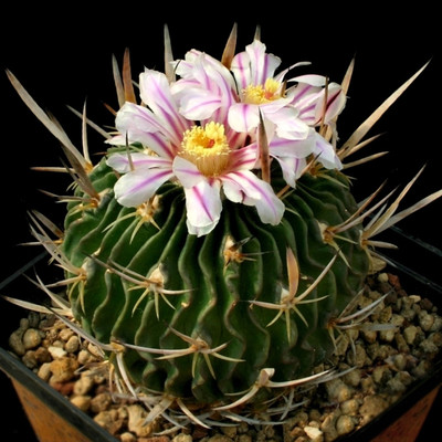 Эхинофоссулокактус (Echinofossulocactus wippermannii)