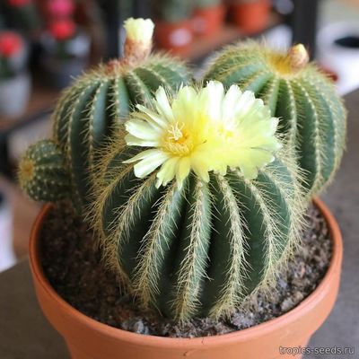 Эриокактус Великолепный (Eriocactus magnificus)