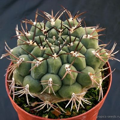 Гимнокалициум (Gymnocalycium delaetii)