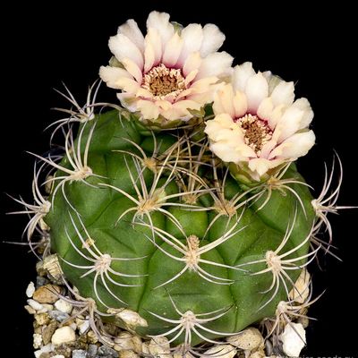 Гимнокалициум (Gymnocalycium pflanzii RIOGRANDENSE)