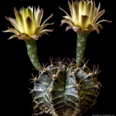 Гимнокалициум (Gymnocalycium mihanovichii FILADELFIENSE)