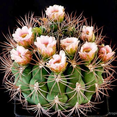 Гимнокалициум Сальона (Gymnocalycium saglionis)