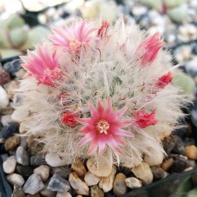 Маммиллярия (Mammillaria bocasana MULTILANATA)