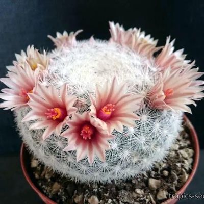 Маммиллярия Белоснежная (Mammillaria candida)