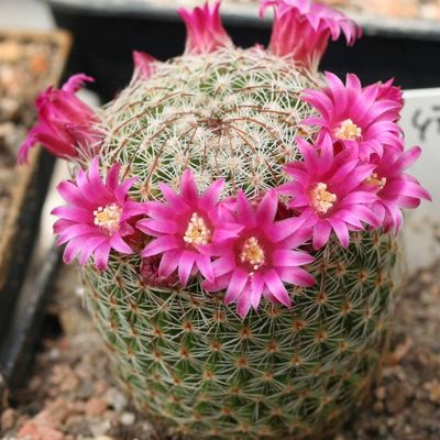 Маммиллярия Матуде (Mammillaria matudae)