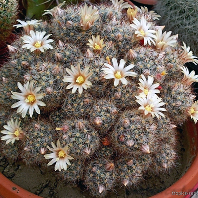 Маммиллярия (Mammillaria prolifera MULTICEPS)