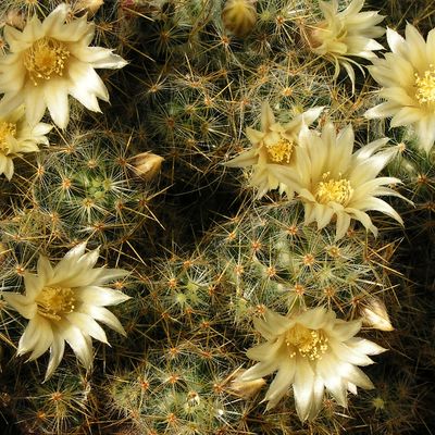 Маммиллярия (Mammillaria prolifera YELLOW)