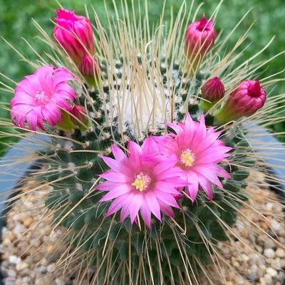 Маммиллярия (Mammillaria spinosissima UN PICO)