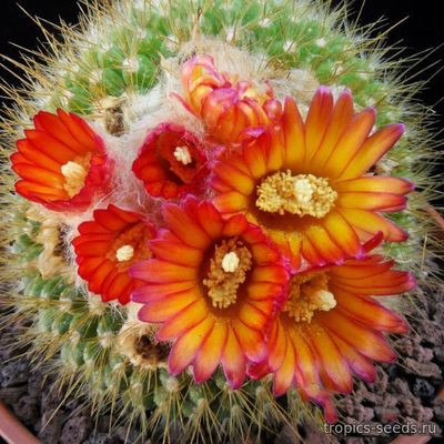 Пародия (Parodia chrysacanthion RUBRA ORANGE FLAME)