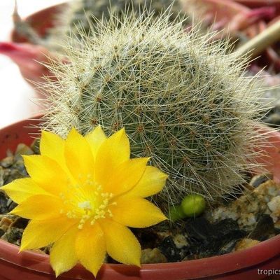 Ребуция (Rebutia senilis v. kesselringiana WR-694)