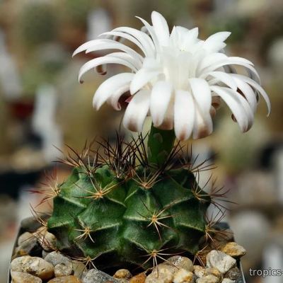 Гимнокалициум (Gymnocalycium mihanovichii HYBRID)