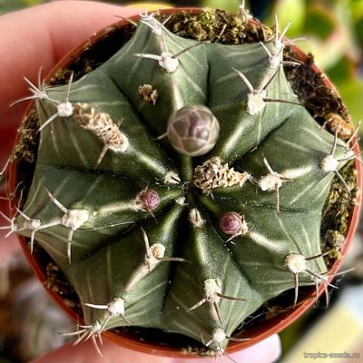 Гимнокалициум (Gymnocalycium mihanovichii)