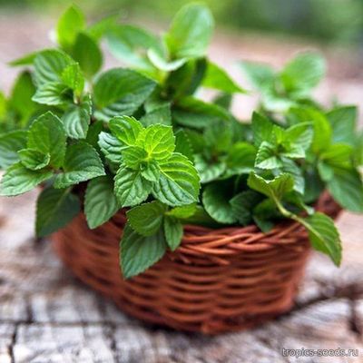 Мята Болотная (Mentha pulegium)