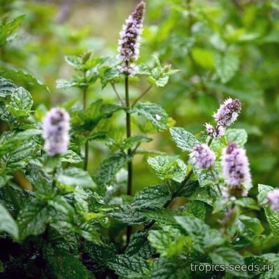 Мята Колосистая (Mentha spicata)