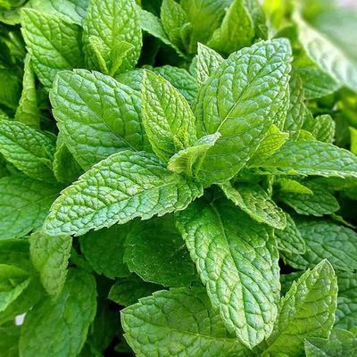 Мята Перечная (Mentha piperita)