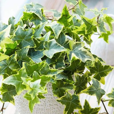 Плющ Канарский (Hedera canariensis VARIEGATA)