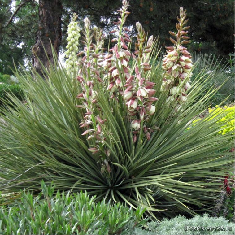こたつ Yucca Юкка сизая (Yucca glauca), семена 5 шт.: купить с доставкой на