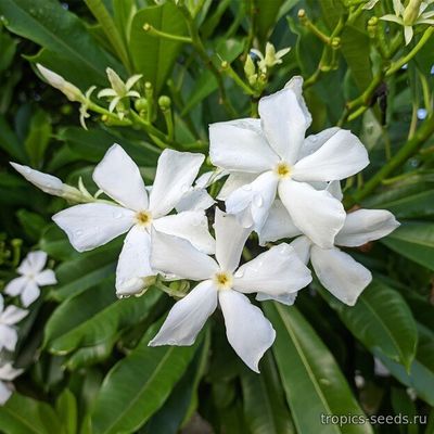 Цербера Одолламская (Cerbera odollam), семена 1 шт.