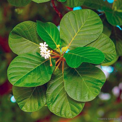 Геттарда Великолепная (Guettarda speciosa)