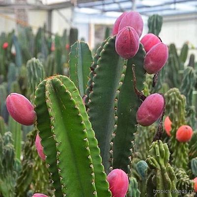 Цереус Перуанский (Cereus peruvianus)