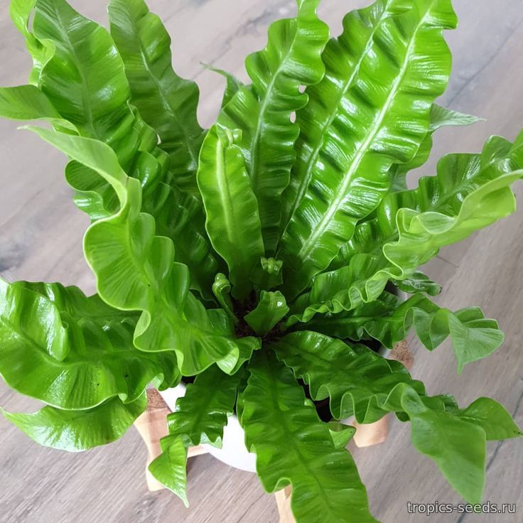 Асплениум Нидус (Asplenium nidus): купить порция спор с доставкой на ...