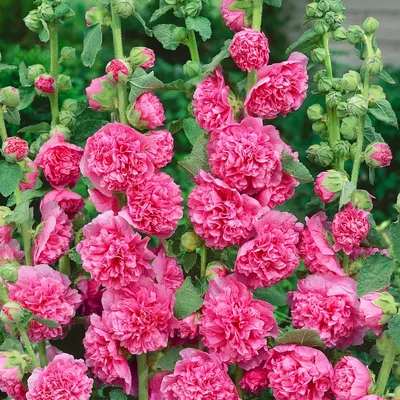 Штокроза (Мальва) розовая, Alcea rosea