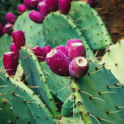 Опунция Энгельманна (Opuntia engelmannii)