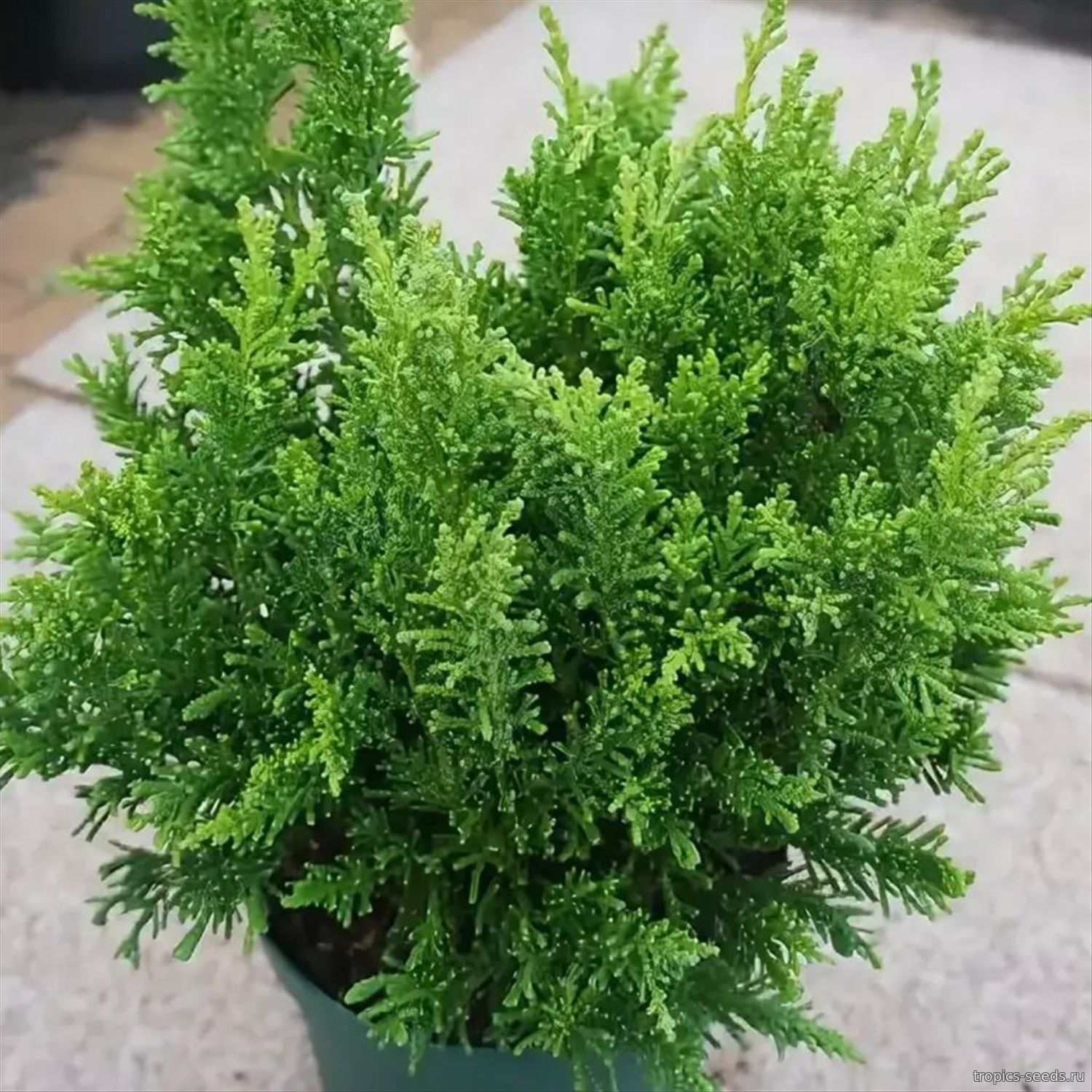 Кипарисовик туполистный (Chamaecyparis obtusa): купить 3 семени с ...